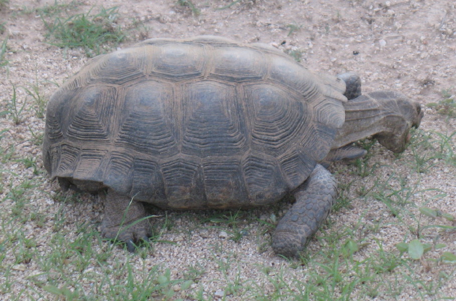 This 'ol fellow about 12