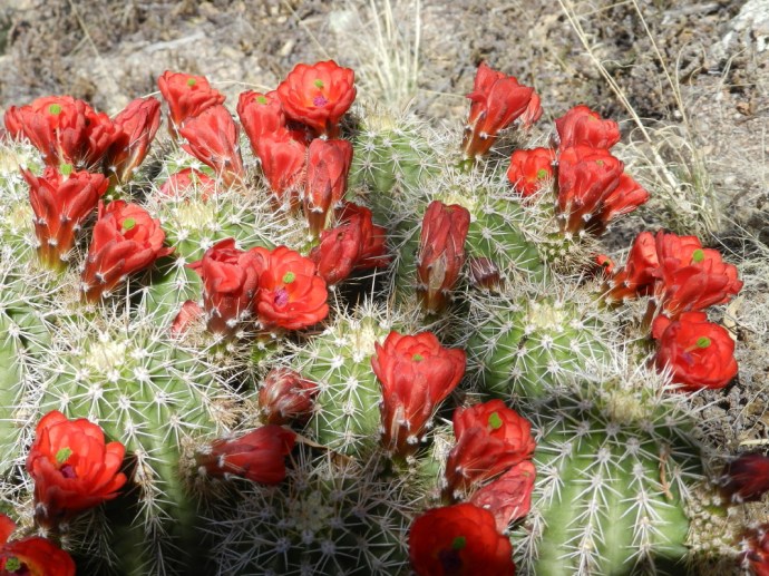 Different flowers, different shape and usually brilliant vermilion here is red