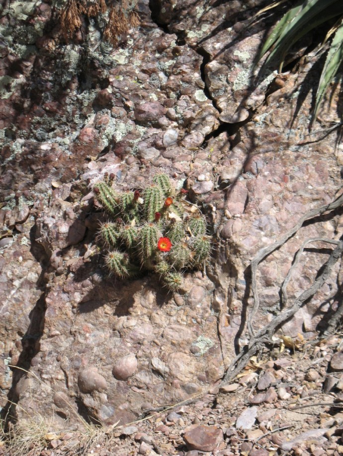 Growing Out of Conglomerate Rock