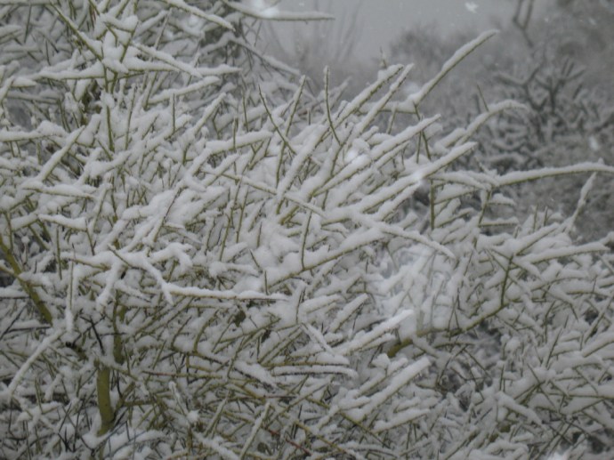 The large flakes pile high on wire thin palo verde sticks