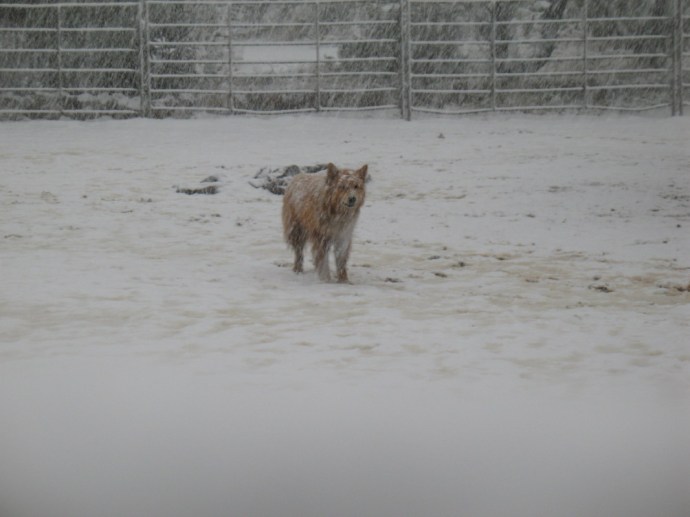 Adding insult to injury, the dog continually harasses the horses