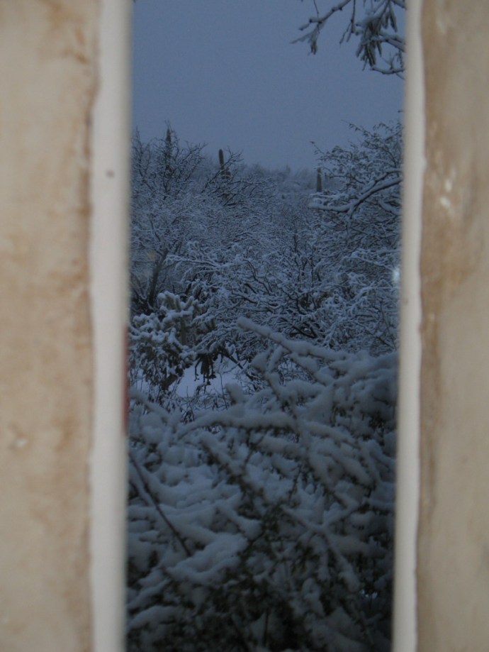 Yesterday this bush was filled with bees