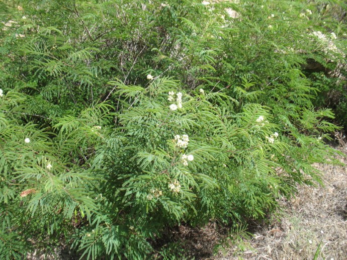 These smell so wonderful, engulfing the whole area. 