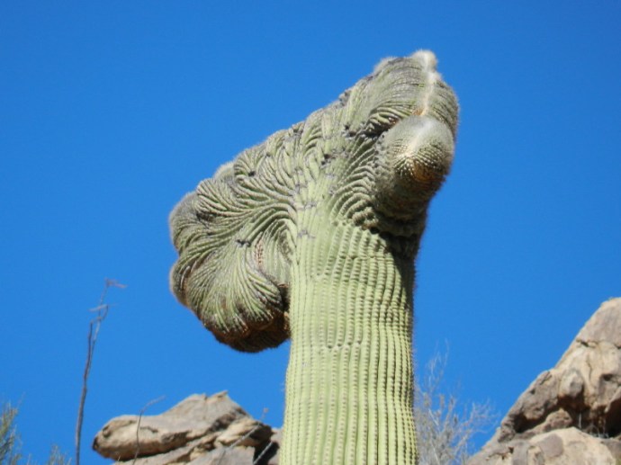 Majestic Crested Saguaro