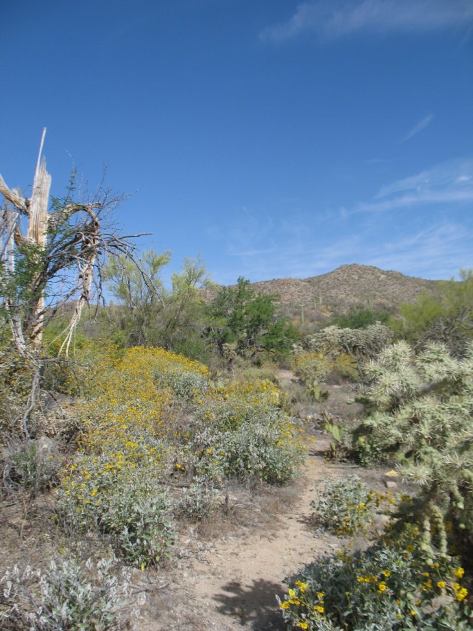 Some of the trail follows the paths of the animal community