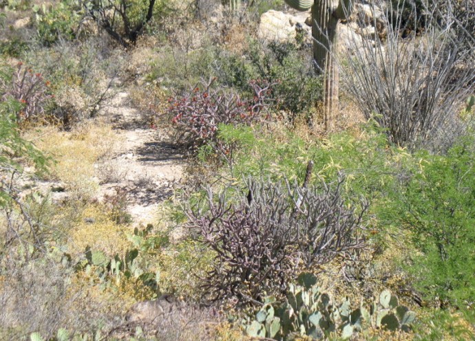 Some places a sweeping of prickers with a broom is enough