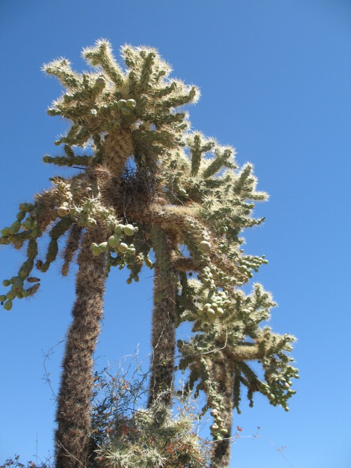 A Cholla Guides Me.