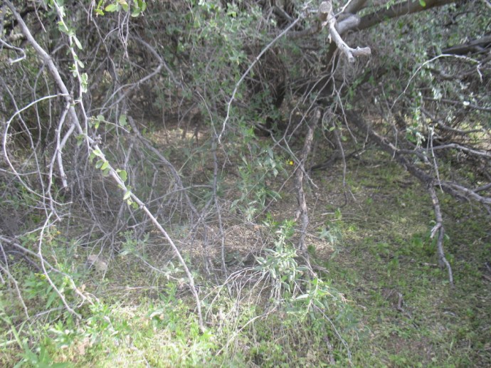 Low hanging branches protect life.