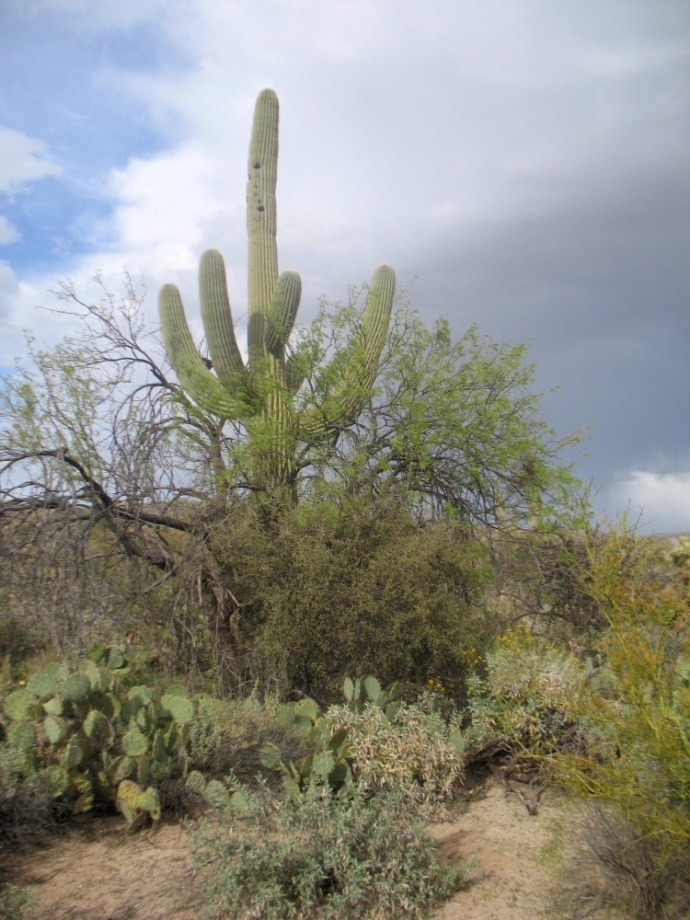 An Island of life near the trail. This mesquite and hackberry began the nurturing of this saguaro well over one hundred years ago.