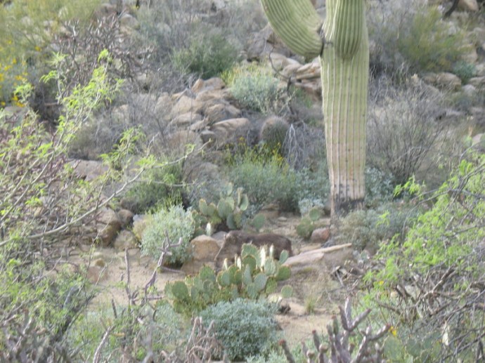 A Javelina on Alert