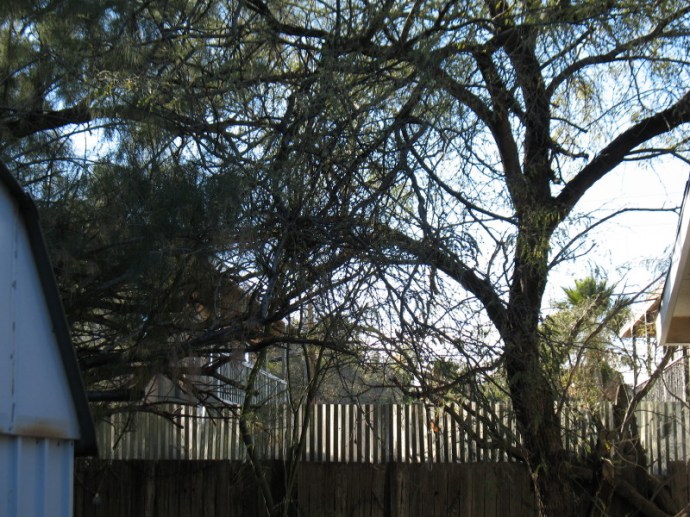 Foliage is sparse for a couple of months in winter