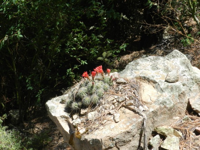 A hedgehog clear up here? 