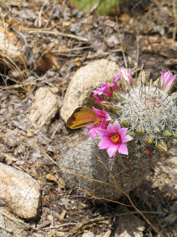 A Dainty Pin Cushion in Bloom