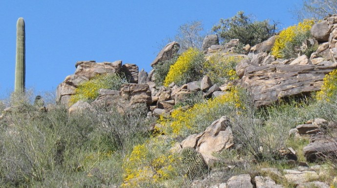Brittle Bush on a Hill