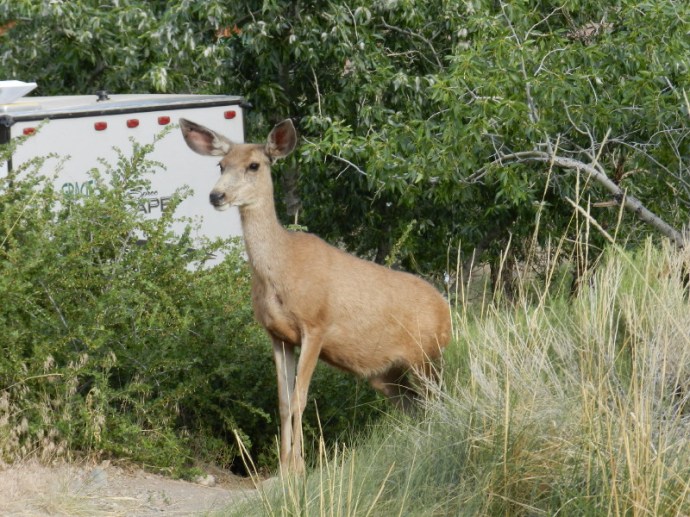 Deer Joins us for Lunch