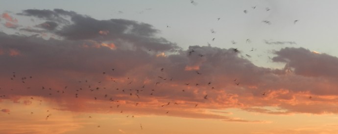 Bats at Dusk