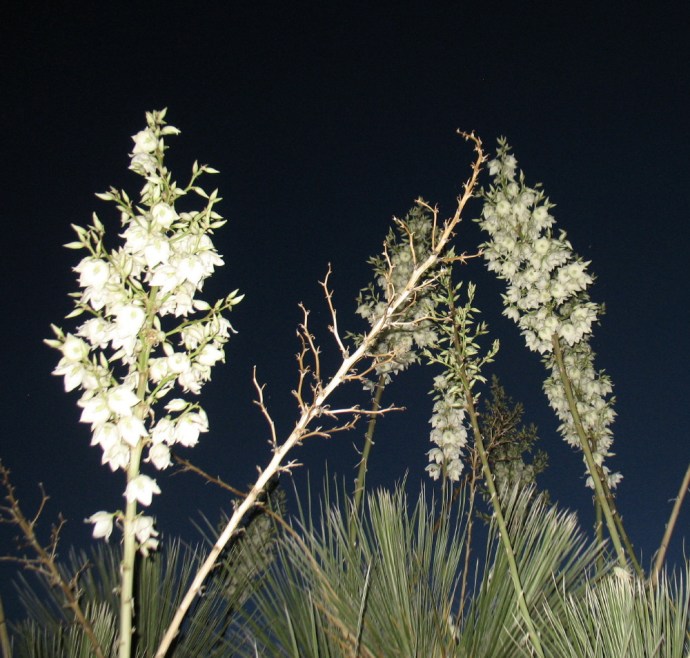 New Mexico’s Yucca Above Us