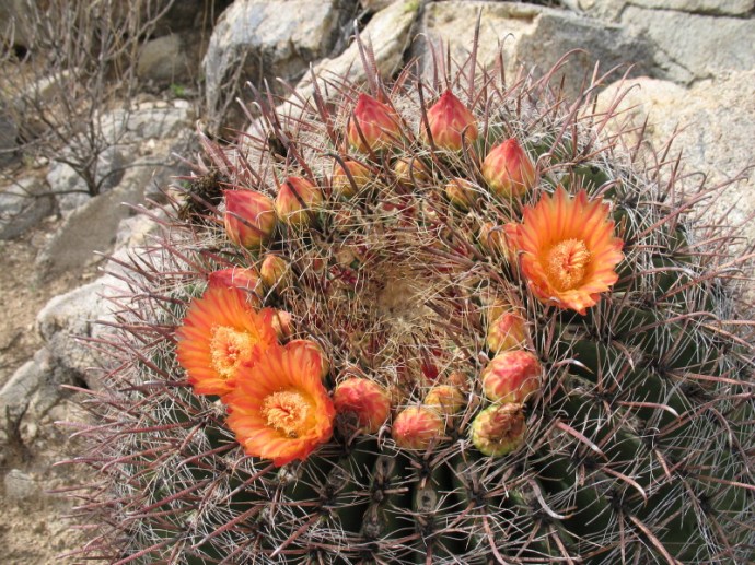 Barrel Cactus in Bloom