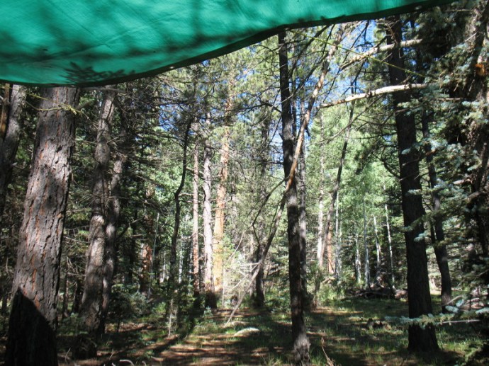 Looking Out the Front Door
