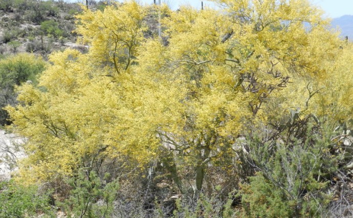 Yellow Mass of Palo Verde 