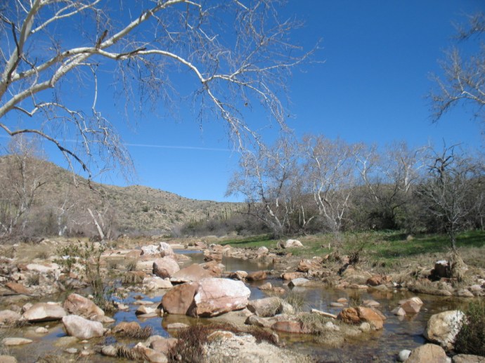 Red Rock, White Bark, Green Grass 