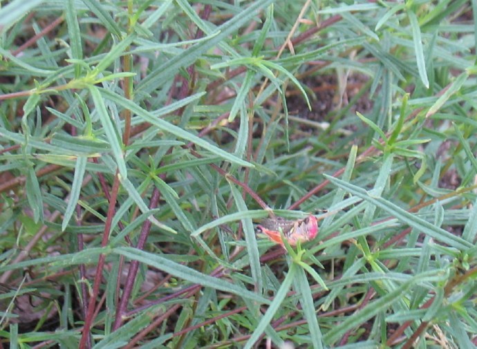 Colorful Grasshopper