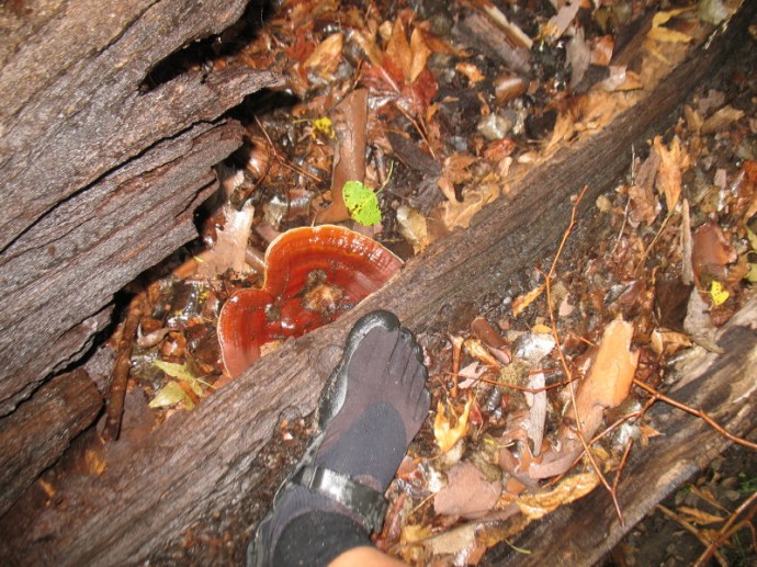 Mushroom on the Bridge