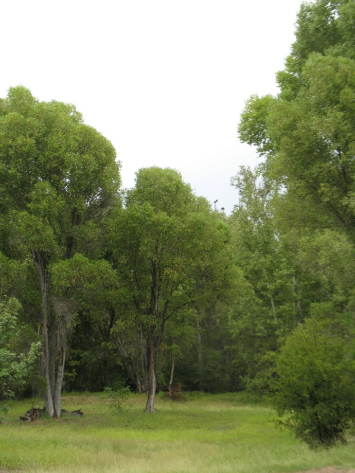 Buzzards in the Trees