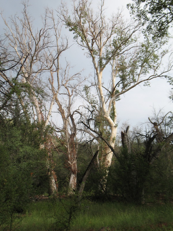 Three Sisters Bathed in a Sunbeam 
