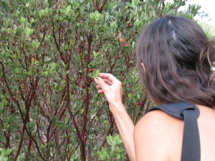 Manzanita Berries