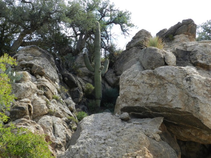 Only Saguaro for Miles