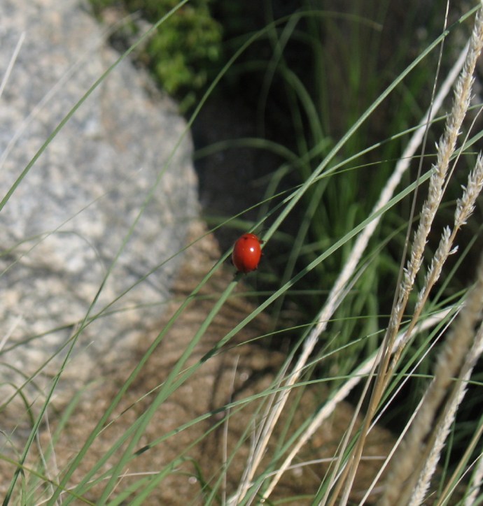 Lady Bug kind of Critter