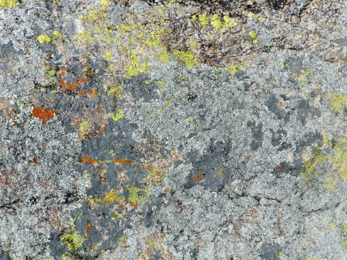 Lichen
